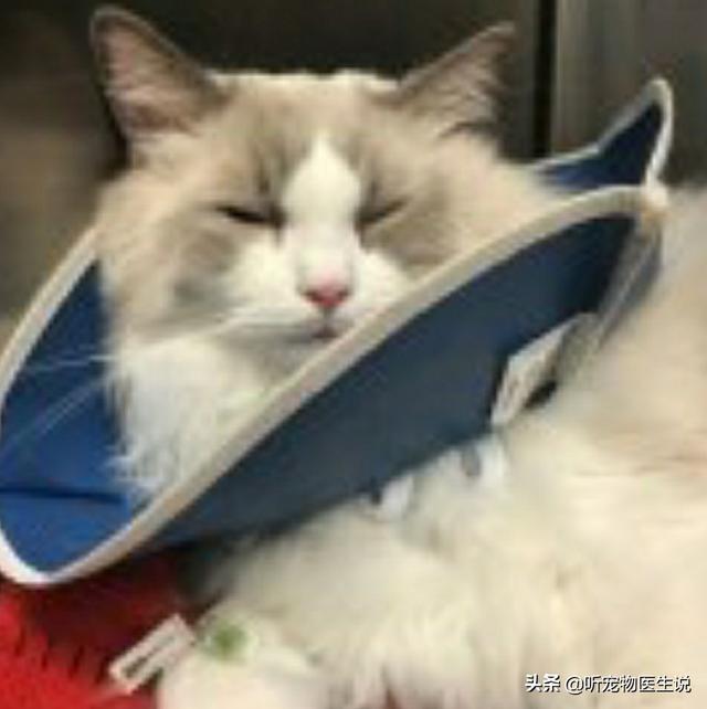 好看的金吉拉猫图片:金吉拉拉稀屁股红，猫咪屁股拉稀拉红了怎么办？