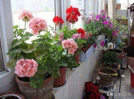 朵拉小游戏小狗种美丽鲜花:农村的俗语“花旺人不旺”有什么根据？