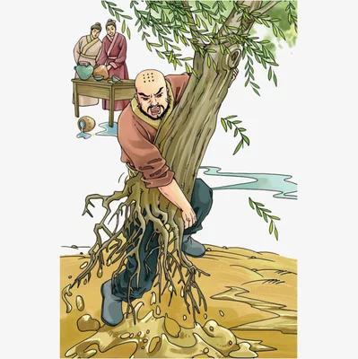 杨柳之:杨柳树是两个不同的品种？为什要叫杨柳树？它们有什么区别？