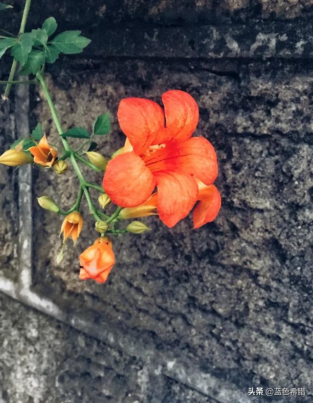 夹竹桃图片:夹竹桃有毒，切花还能用吗？