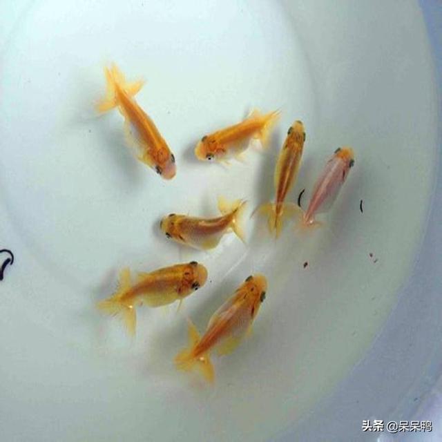 头条问答 如何生产金鱼夏苗 农人小康的回答 0赞