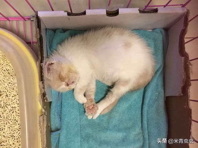 猫咪尼古丁中毒的症状，除了巧克力之外，还有哪些食物对猫咪有危险