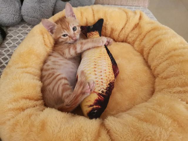 流浪猫:养流浪猫是种什么体验呢？ 流浪猫鲍勃