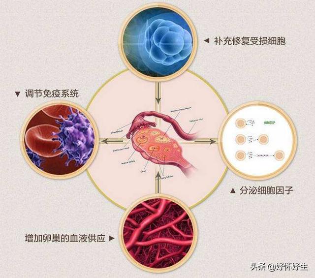 卵巢早衰的症状,48岁卵巢早衰怎么调理？