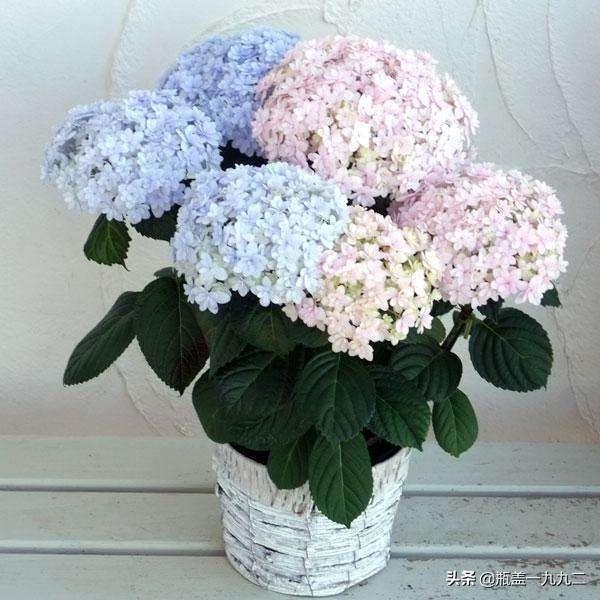 木绣球 八仙花:八仙花倒盆后怎么就蔫了？