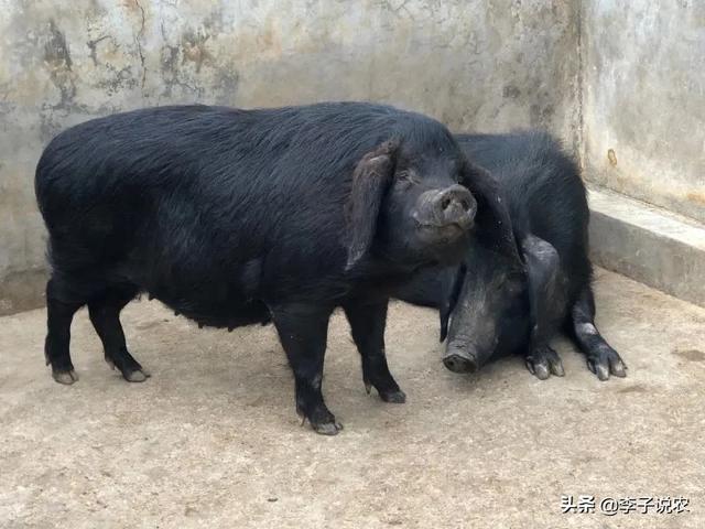 微型猪的价格:按照目前的生猪价格，现在再进一批猪仔养的话，行情能看好吗？