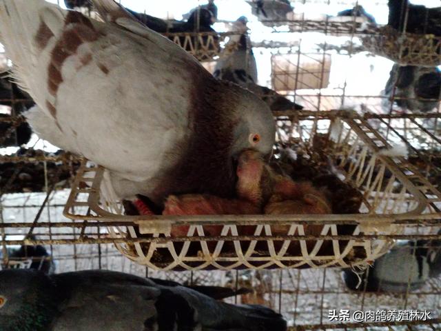 滴虫病怎么预防:幼鸽毛滴虫严重，能清理吗？用药后对幼鸽影响大吗？