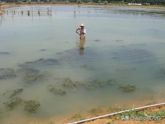 新鱼塘水浑浊怎么处理:新鱼塘水浑浊怎么办 刚挖的池塘在进行水产养殖前，如何消毒杀菌？