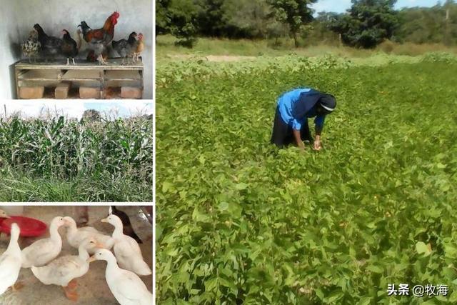 非洲人一般都吃什么呢？插图8