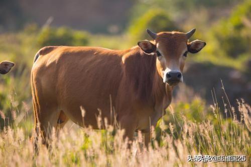 养牛知识与预防:牛场应该做好哪些防控措施？