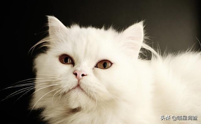 淘气的加菲猫 真假:每只猫的性格真的都不同吗？