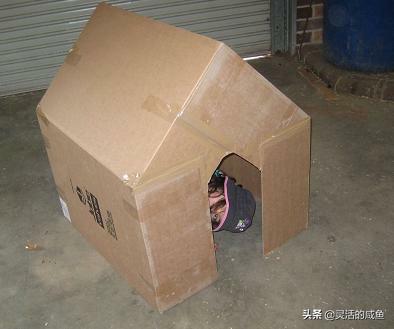 小狗的小房子:怎么用纸板做一个狗房子？