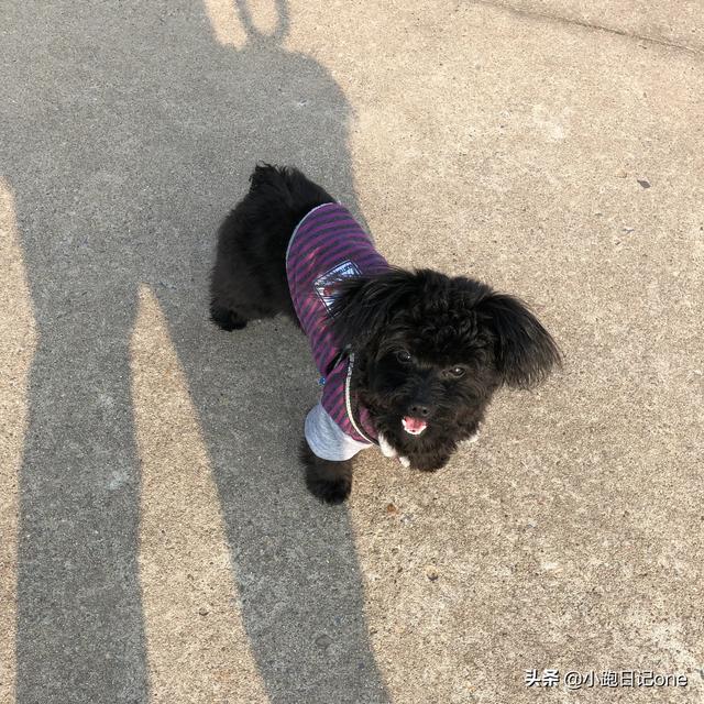 泰迪犬:有什么特点的泰迪犬，一般是会比较漂亮的呢？