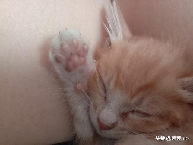 猫图片大全:养田园猫，你愿意花钱吗？