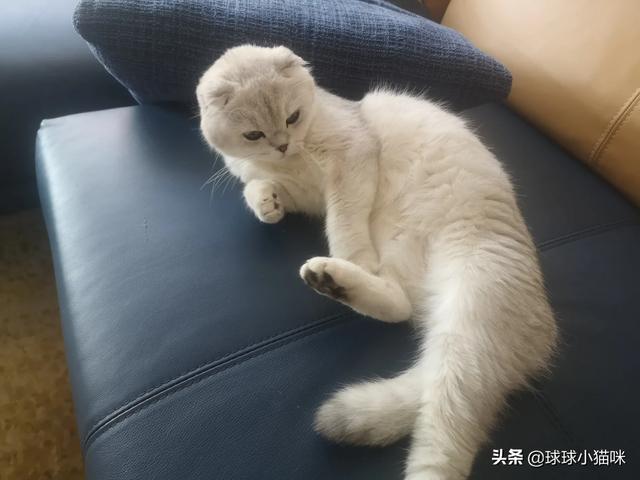 超级明星宠物照片:如何看待一些明星养折耳猫？