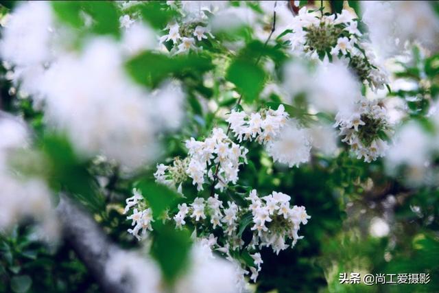 板蓝花(板蓝花儿开简谱)