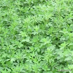 头条问答 农村有一种野菜叫苜蓿草 你吃过吗 10个回答