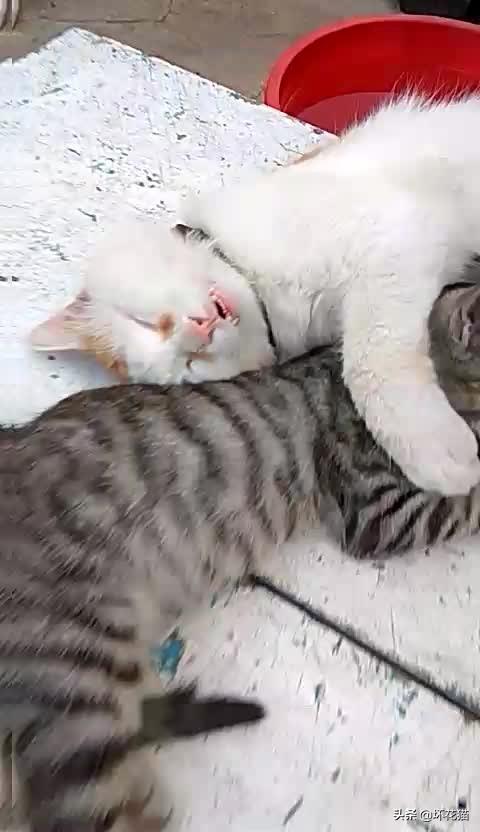 狞猫vs比特:是不是大部分狗暴走后，猫都打不过呢？