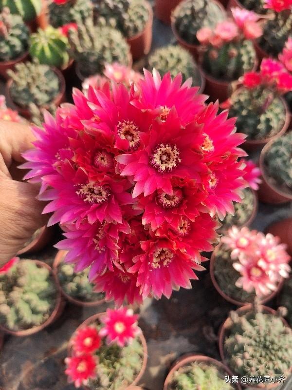 粉红色玉石的种类图片,绯花玉仙人球哪个品种最好？