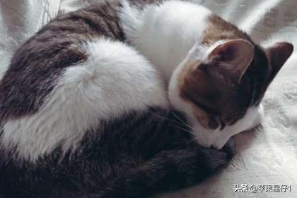 猫食欲不振:猫咪精神不好食欲不振怎么办？