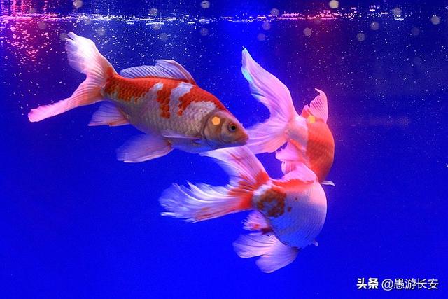 冷水鱼观赏鱼图片:冷水鱼观赏鱼图片名称 我有几个水塘，是山泉冷水，适合养什么冷水鱼？