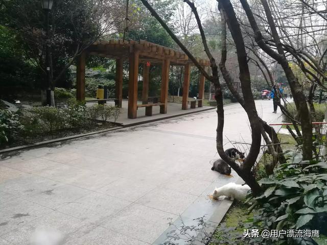 石家庄宠物狗:石家庄出条例遛狗不栓狗绳要罚款，你怎么看？你支持吗？ 石家庄宠物狗个人转让