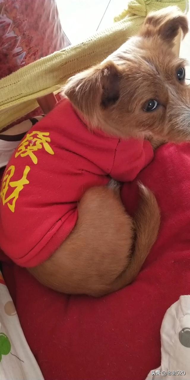 6个月拉不拉多图片:6个月拉布拉多每天喂6顿早晚溜一次可以吗？