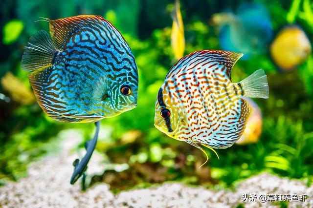 鱼缸水族箱养鱼知识:家里鱼缸养鱼应该注意哪些？