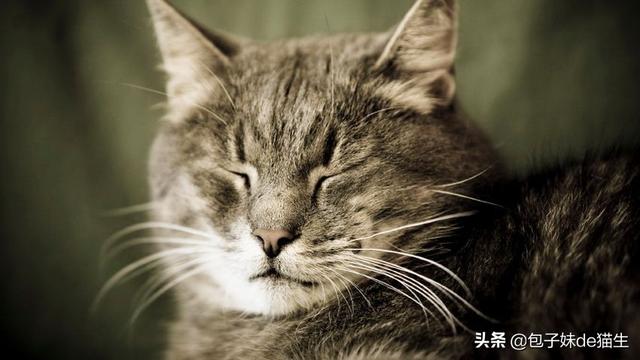 喵会长长什么样子:有时对猫学猫叫“喵”之后猫咪也会回个“喵”，它是什么意思？