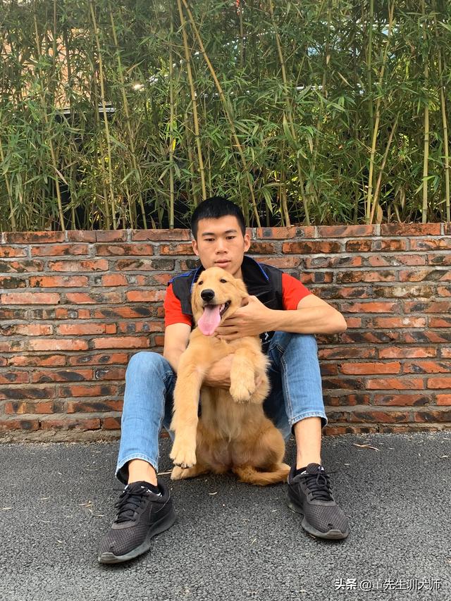 徐州有金丹犬吗:金毛犬在乡下会发生什么事？