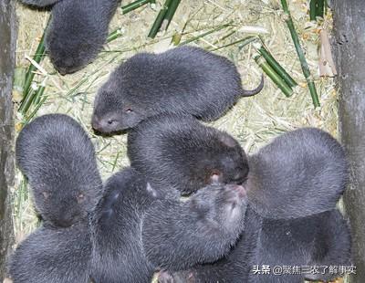 中华竹鼠,夏季竹鼠养殖怎样建窝池和降温？