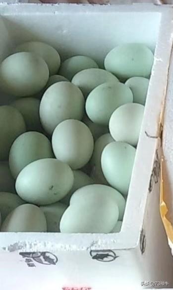 鸡蛋和鸭蛋哪个更好吃？哪个营养价值更高？:鸭蛋的热量 第3张