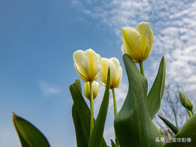 拍摄花鸟，你有什么小技巧么有照片吗(拍鸟对焦技巧)