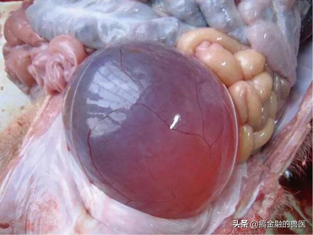动物疫情测报终端:小猪发热死了去找人解剖说是猪瘟还有心肌炎怎么办？