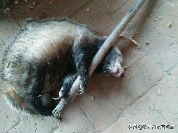 猪獾:猪獾图片 农村山里的猪獾为什么没人敢吃它的肉呢？