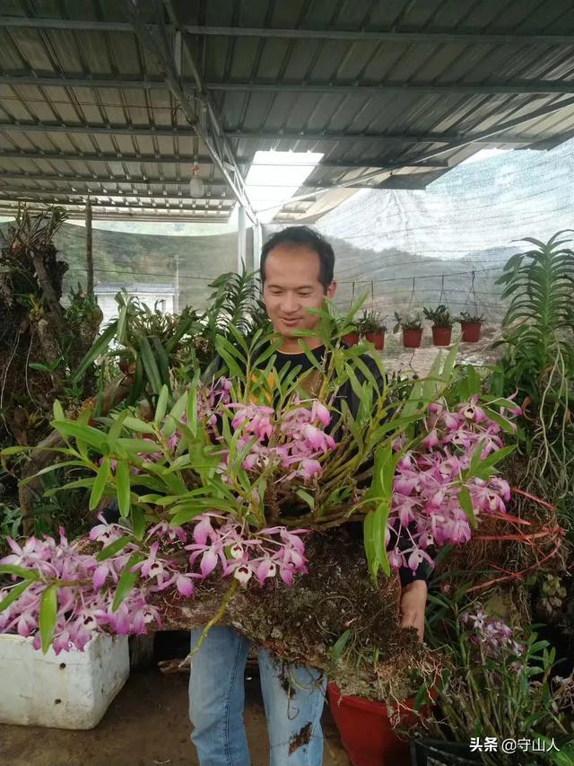 石斛图片,石斛的种类包括哪些？作用各有何不同？