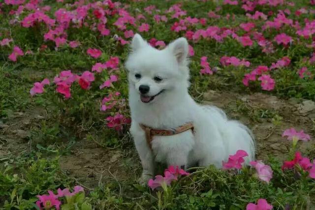 米格鲁犬遛弯能放狗绳吗:为什么有人提倡公共场合禁止遛狗？