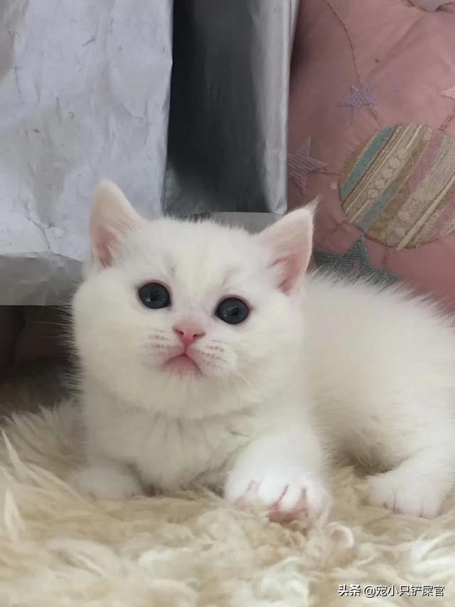 猫咪睡在猫砂盆:朋友送我了一只刚断奶的猫，晚上睡觉应该放在哪里？