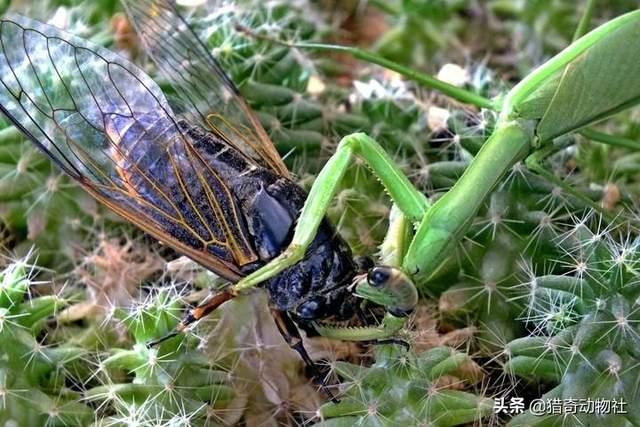 螳螂为什么会吃配偶，母螳螂吃公螳螂时，为什么公螳螂不反抗