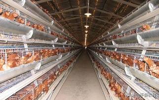 文登水貂养殖网:近几年和未来几年养殖行业什么最有前景？