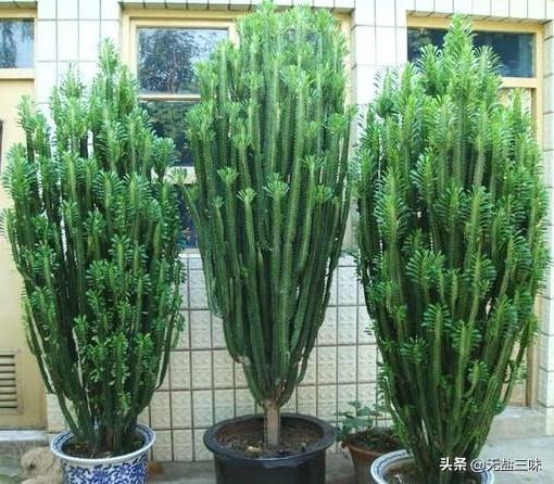 量天尺的养殖方法:麒麟掌的养殖方法是什么？