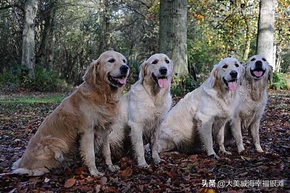 延边丰山犬基地:延边地区有卖丰山犬的吗 有可能全面禁止吃狗肉，你怎么看？
