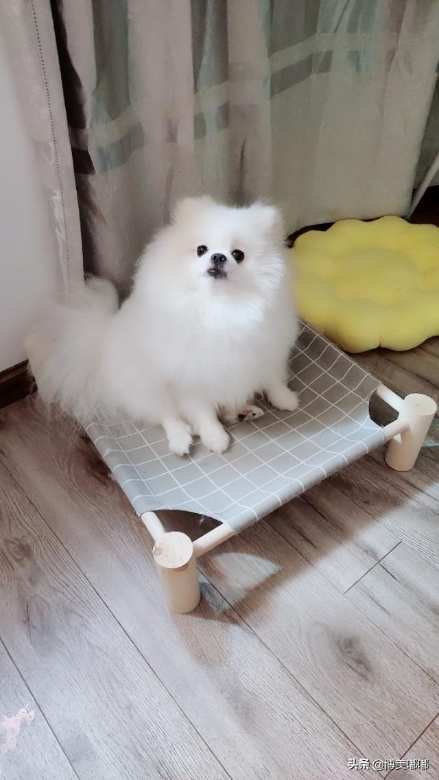 南京皇朝博美犬舍网站:开个宠物店怎么样？是不是需要学习剪毛？