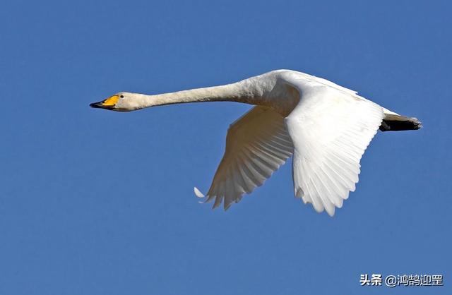 燕雀安知鸿鹄之志哉王侯将相宁有种乎是出自陈胜之口吗有何依据