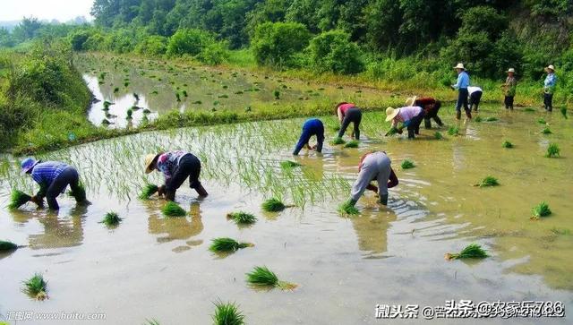 鱼粮:手中有粮心中不慌的农民应该搞哪些副业增加家庭收入？