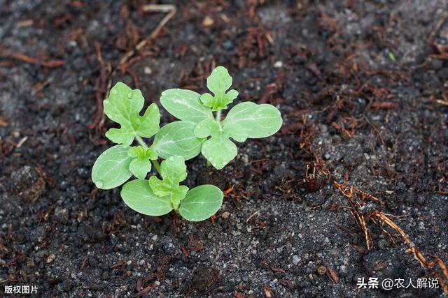西瓜蚜虫怎么防治:西瓜病毒病用什么药防治最佳？