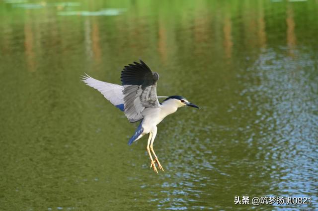 欧美摔跤抓鸟露鸟视频:拍鸟600毫米镜头买什么牌子的价钱合理效果还好？