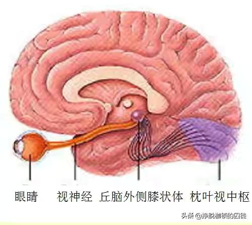 猫看见死亡的双眼剧情解析:人死了，眼球还能映入影像吗？ 猫看见死亡的双眼在线观看 完整版