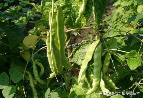 头条问答 东北油豆角在南方种不了吗 为什么 寒地水稻种植技术的回答 0赞