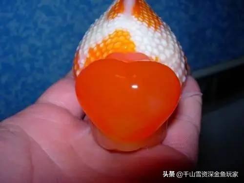 白红草金鱼:草金鱼非常容易饲养，需要怎样的鱼缸和过滤？